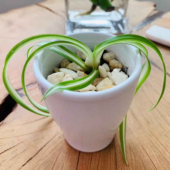 🌱Curly Spider Plant - Picture 3 of 5